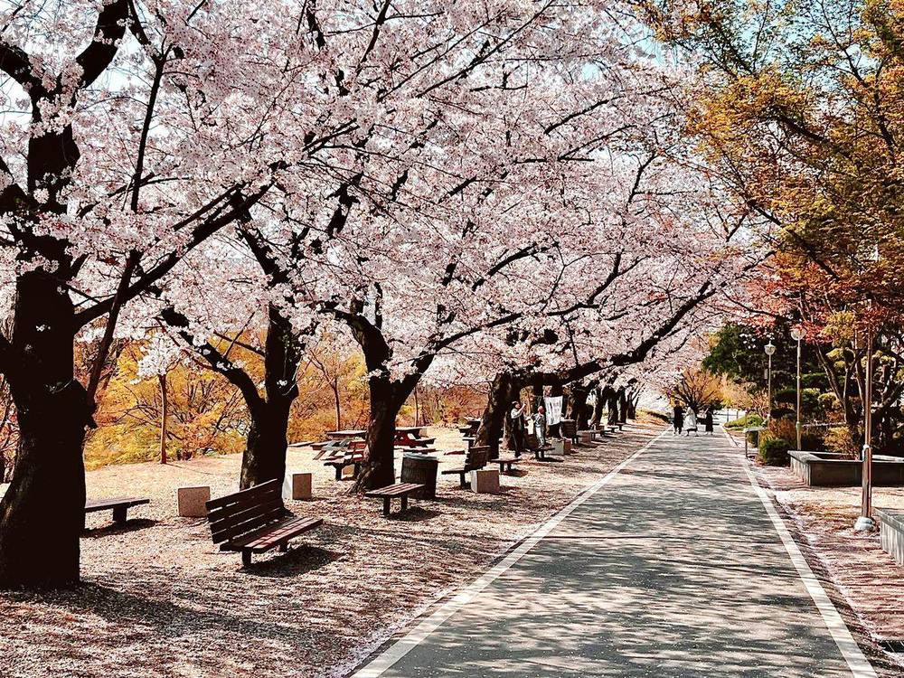 桜並木が続く、大学キャンパスの遊歩道